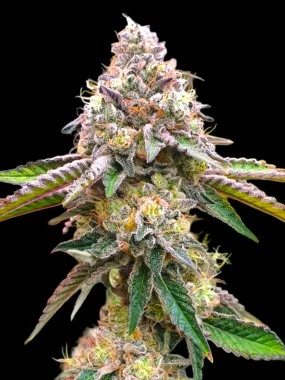 BSB Genetics Sour Diesel Cali Collection - 5 feminisierte...