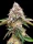 BSB Genetics Sour Diesel Cali Collection - 5 feminisierte Samen