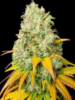 BSB Genetics Sunset Sherbet Cali Collection - 5...