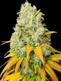 BSB Genetics Sunset Sherbet Cali Collection - 5 feminized seeds