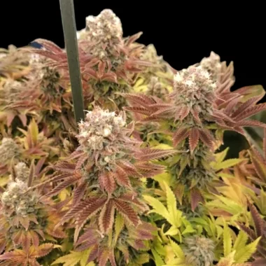 BSB Genetics Train Wreck Cali Collection - 5 feminisierte...