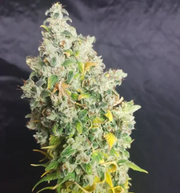 BSB Genetics Wedding Cake Cali Collection - 5...