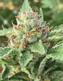 Humboldt Seed Company Apple Blossom - 5 feminized seeds