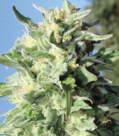 Humboldt Seed Company Banana Mango - 5 feminized seeds