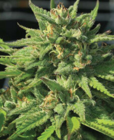 Humboldt Seed Company Bigfoot Glue - 5 feminized seeds