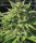 Humboldt Seed Company Bigfoot Glue - 5 feminisierte Samen