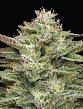 Humboldt Seed Company Blueberry Cupcake - 5 feminisierte...