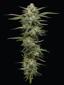 Humboldt Seed Company Blueberry Cupcake - 5 feminisierte Samen