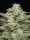 Humboldt Seed Company Blueberry Cupcake - 5 feminisierte Samen