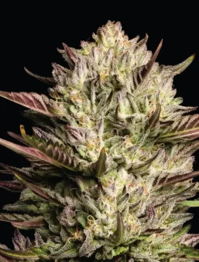 Humboldt Seed Company California Octane - 5 feminisierte...