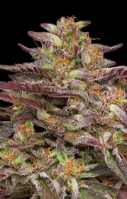 Humboldt Seed Company COB Salad - 5 feminisierte Samen