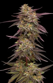 Humboldt Seed Company COB Salad - 5 feminisierte Samen