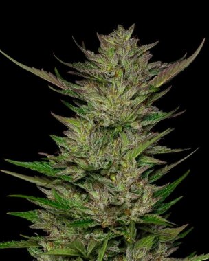 Humboldt Seed Company Don Carlos - 5 feminisierte Samen