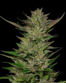 Humboldt Seed Company Don Carlos - 5 feminized seeds