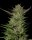 Humboldt Seed Company Don Carlos - 5 feminisierte Samen