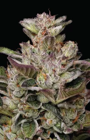 Humboldt Seed Company Donutz - 5 feminized seeds