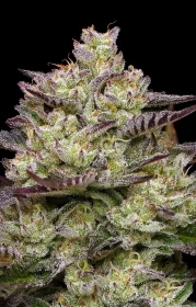 Humboldt Seed Company Donutz Triploid - 5 feminized seeds