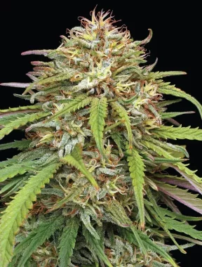 Humboldt Seed Company Ed Rosenthals Super High Life - 5...