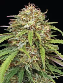 Humboldt Seed Company Ed Rosenthals Super High Life - 5 feminisierte Samen