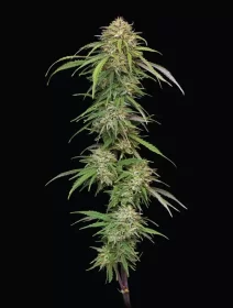 Humboldt Seed Company Ed Rosenthals Super High Life - 5 feminisierte Samen