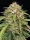 Humboldt Seed Company Ed Rosenthals Super High Life - 5 feminisierte Samen