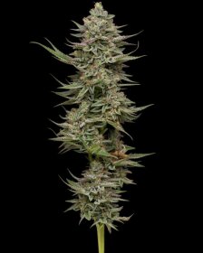 Humboldt Seed Company Family Jewels - 5 feminized seeds