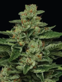 Humboldt Seed Company Fortune Cookie - 5 feminized seeds