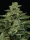 Humboldt Seed Company Fortune Cookie - 5 feminisierte Samen