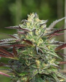 Humboldt Seed Company G.S. Cookies - 5 feminized seeds