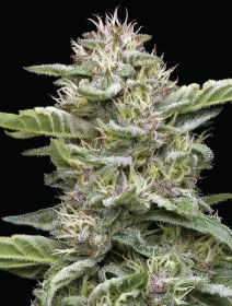 Humboldt Seed Company Garlic Budder - 5 feminized seeds