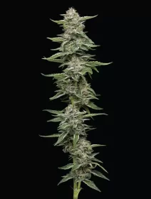 Humboldt Seed Company Garlic Budder - 5 feminisierte Samen