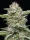 Humboldt Seed Company Garlic Budder - 5 feminisierte Samen