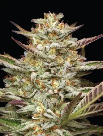 Humboldt Seed Company Gazzurple - 5 feminized seeds