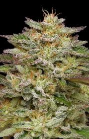 Humboldt Seed Company Golden Sands - 5 feminized seeds