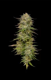 Humboldt Seed Company Golden Sands - 5 feminisierte Samen