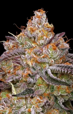 Humboldt Seed Company Granny Candy - 5 feminized seeds