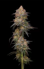 Humboldt Seed Company Granny Candy - 5 feminisierte Samen