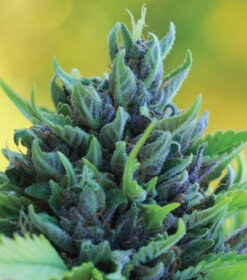 Humboldt Seed Company Humboldt Dream - 5 feminized seeds