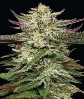 Humboldt Seed Company Humboldt Headband - 5 feminisierte...