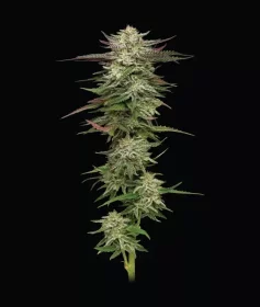 Humboldt Seed Company Humboldt Headband - 5 feminisierte Samen