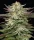 Humboldt Seed Company Humboldt Headband - 5 feminisierte Samen