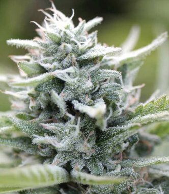 Humboldt Seed Company Magic Melon - 5 feminisierte Samen