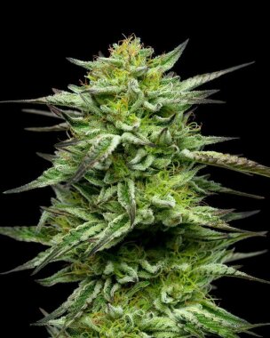 Humboldt Seed Company Mountaintop Mint - 5 feminisierte...