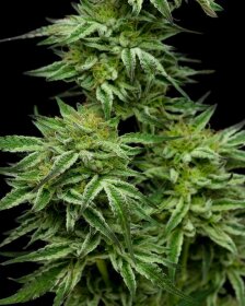 Humboldt Seed Company Mountaintop Mint - 5 feminisierte Samen