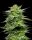 Humboldt Seed Company Mountaintop Mint - 5 feminisierte Samen