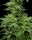 Humboldt Seed Company Mountaintop Mint - 5 feminisierte Samen