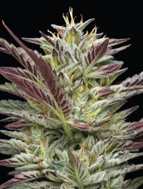 Humboldt Seed Company Notorious THC - 5 feminisierte Samen