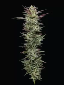 Humboldt Seed Company Notorious THC - 5 feminisierte Samen