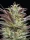 Humboldt Seed Company Notorious THC - 5 feminisierte Samen