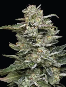 Humboldt Seed Company Nutter Budder - 5 feminized seeds